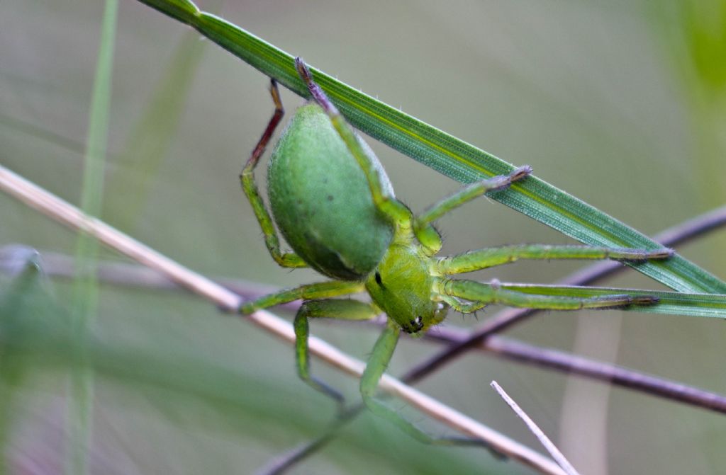 Micrommata ligurina, femmina - Carso Triestino